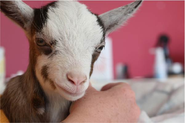 Baby goat visiting St Helena Hospice