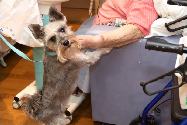 PAT dog comforting a patient