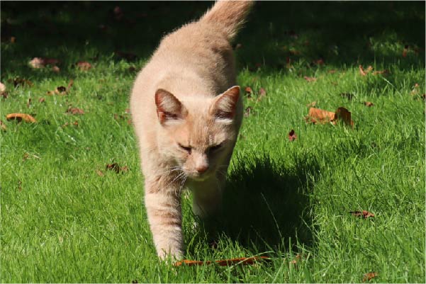 Paddy St Helena Hospice's cat