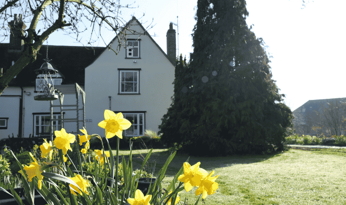 ST HELENA HOSPICE DAFFODILS